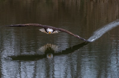 鹰用翅膀触水